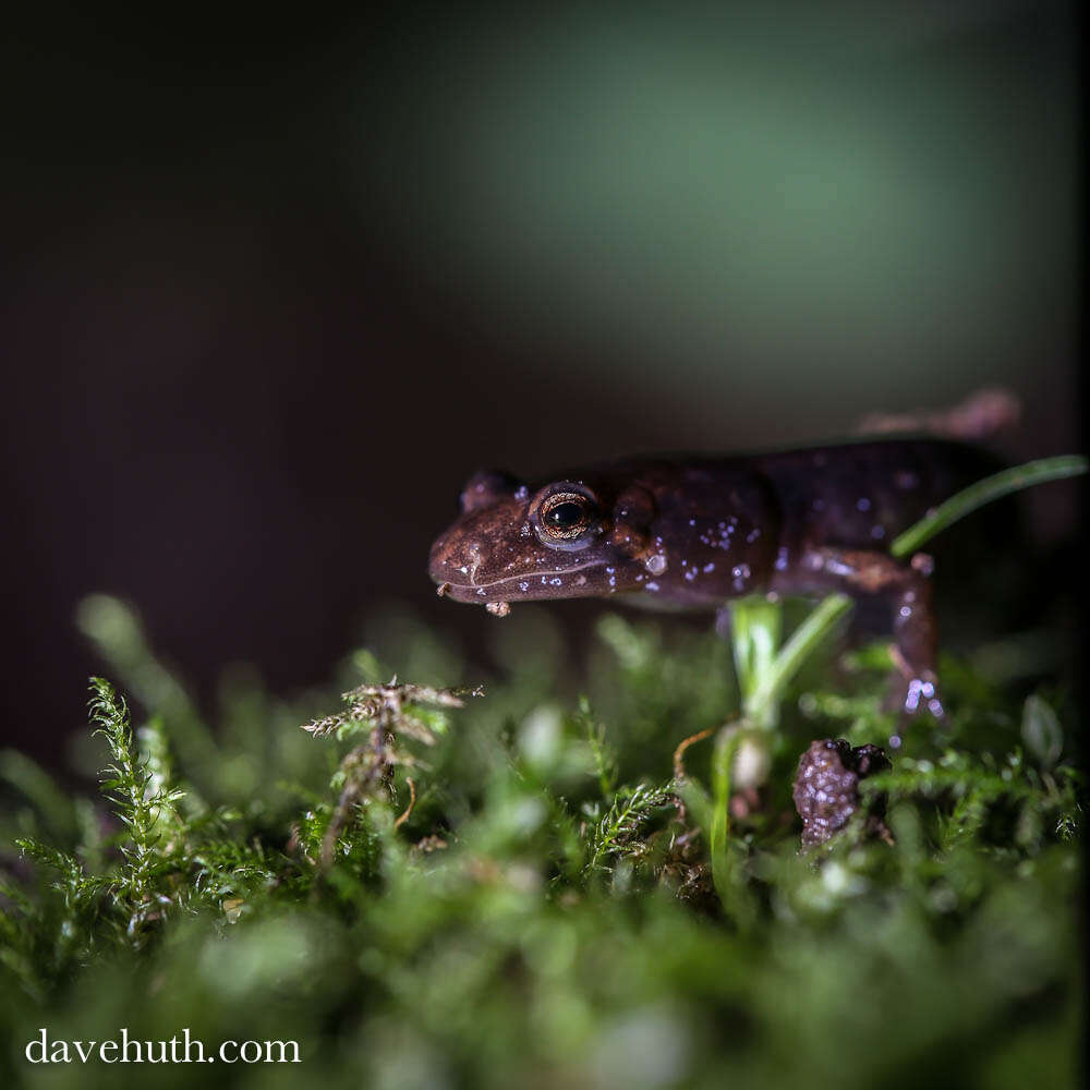 Image of dusky salamanders