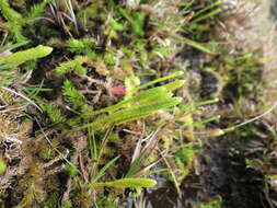 Imagem de Pseudolycopodiella caroliniana (L.) Holub