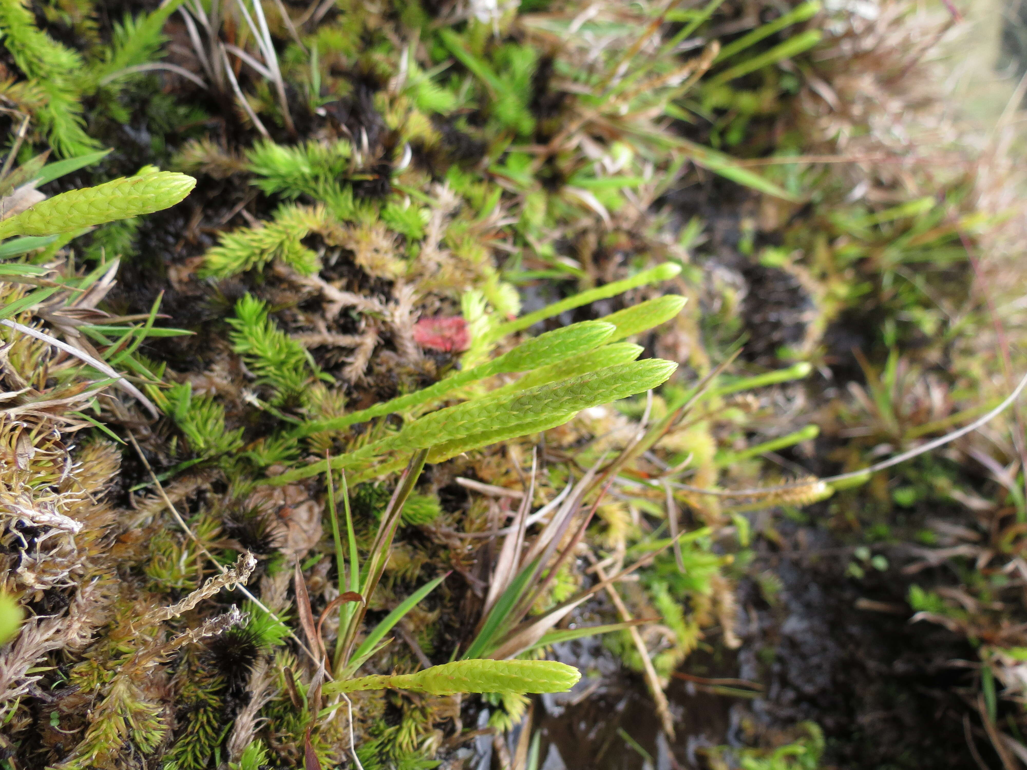 Image of Pseudolycopodiella