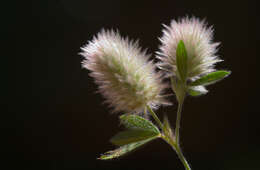 Image of Narrow Clover