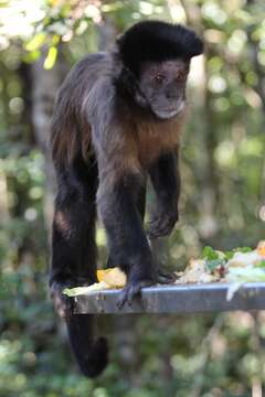 Image of Robust capuchin monkeys