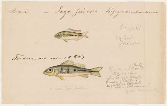 صورة Cichla temensis Humboldt 1821