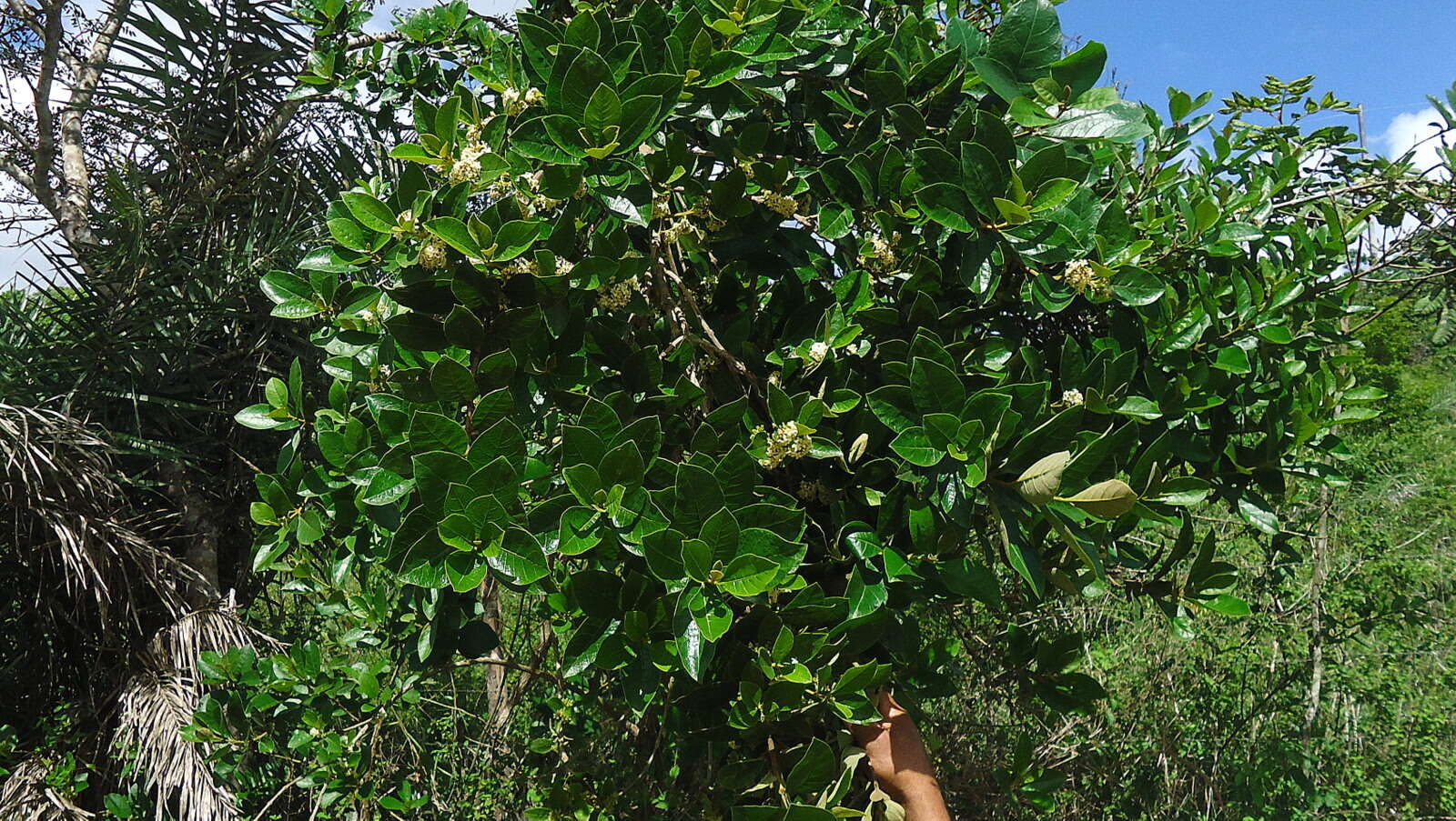 Image of Aegiphila macrantha Ducke