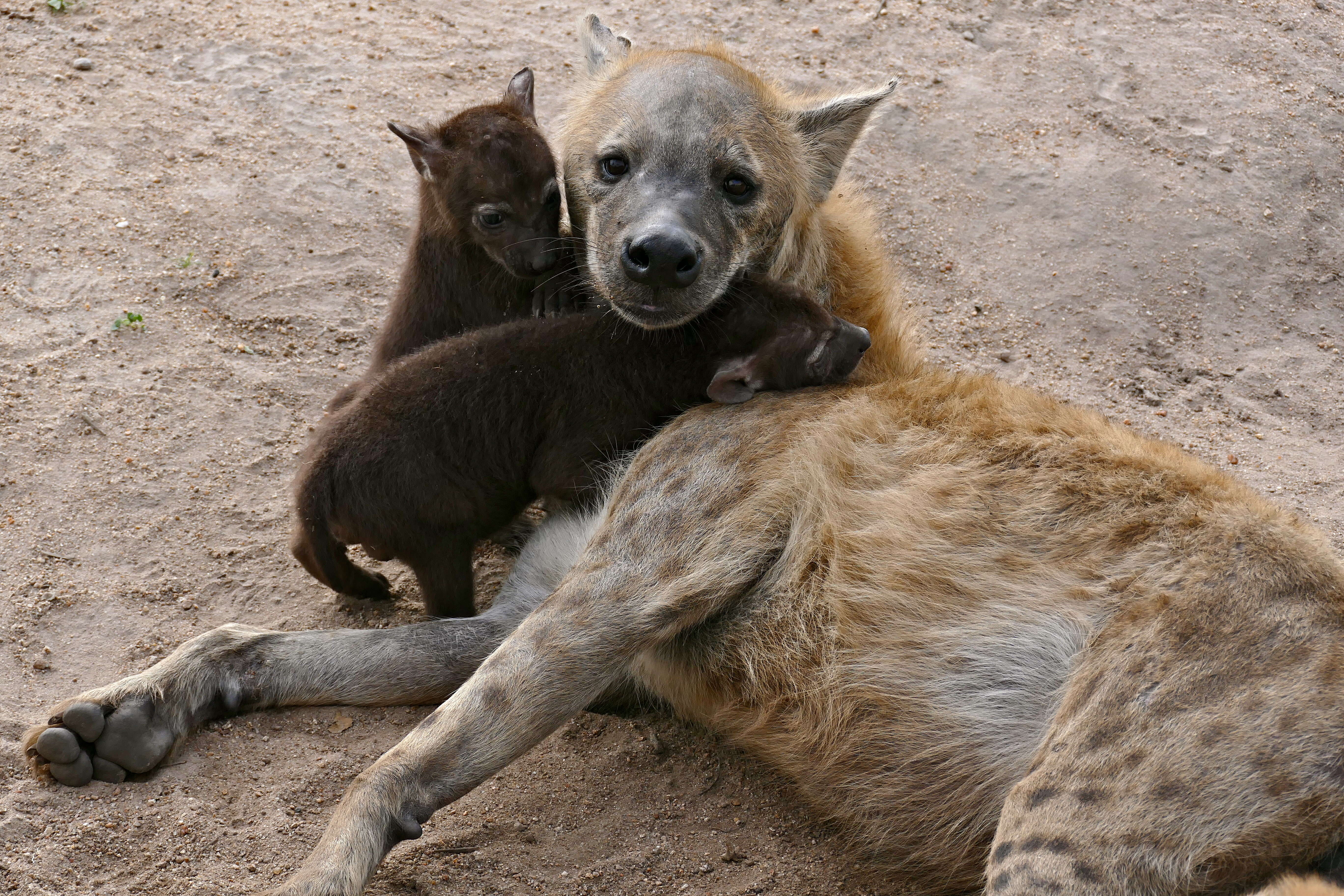 Image of Spotted Hyaenas