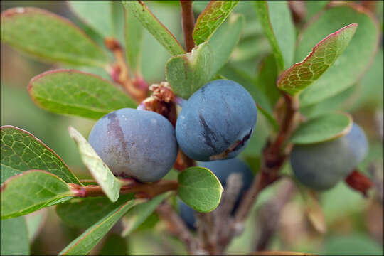 Image of Vaccinium uliginosum subsp. microphyllum Lange