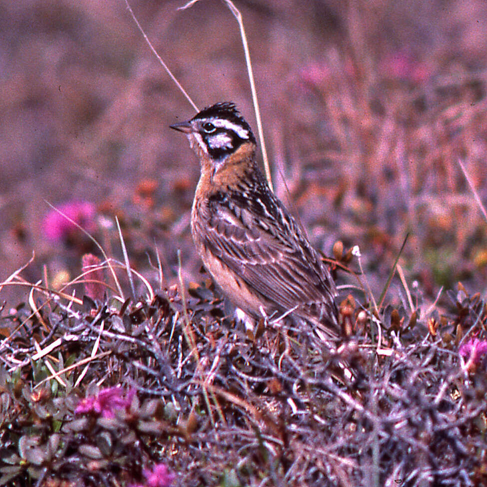 Image of Smith's Longspur