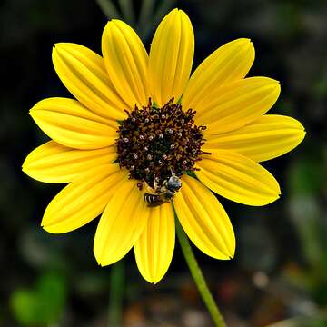 Image of cucumberleaf sunflower