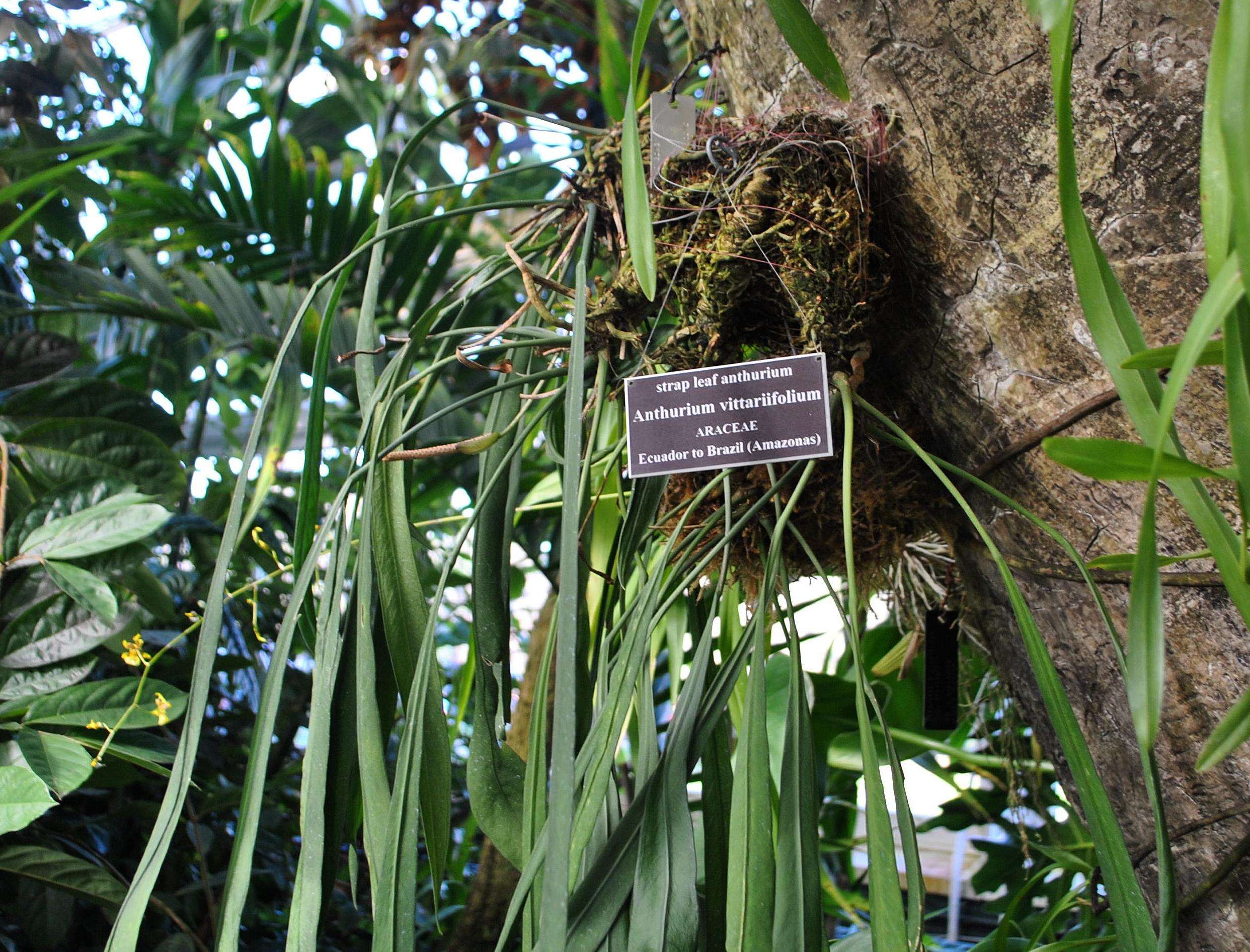 Image of Anthurium vittariifolium Engl.