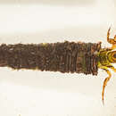 Image of Brachycentrus (Sphinctogaster) numerosus (Say 1823)