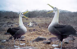 Image of North Pacific albatross