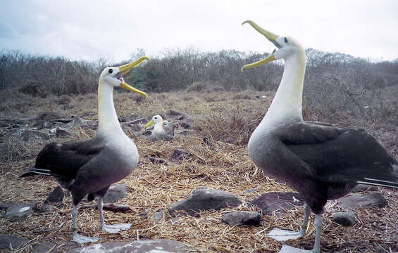 Image of Waved Albatross