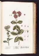 Слика од Hylotelephium telephium subsp. telephium