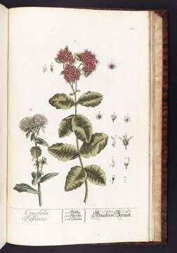 Image de Hylotelephium telephium subsp. telephium