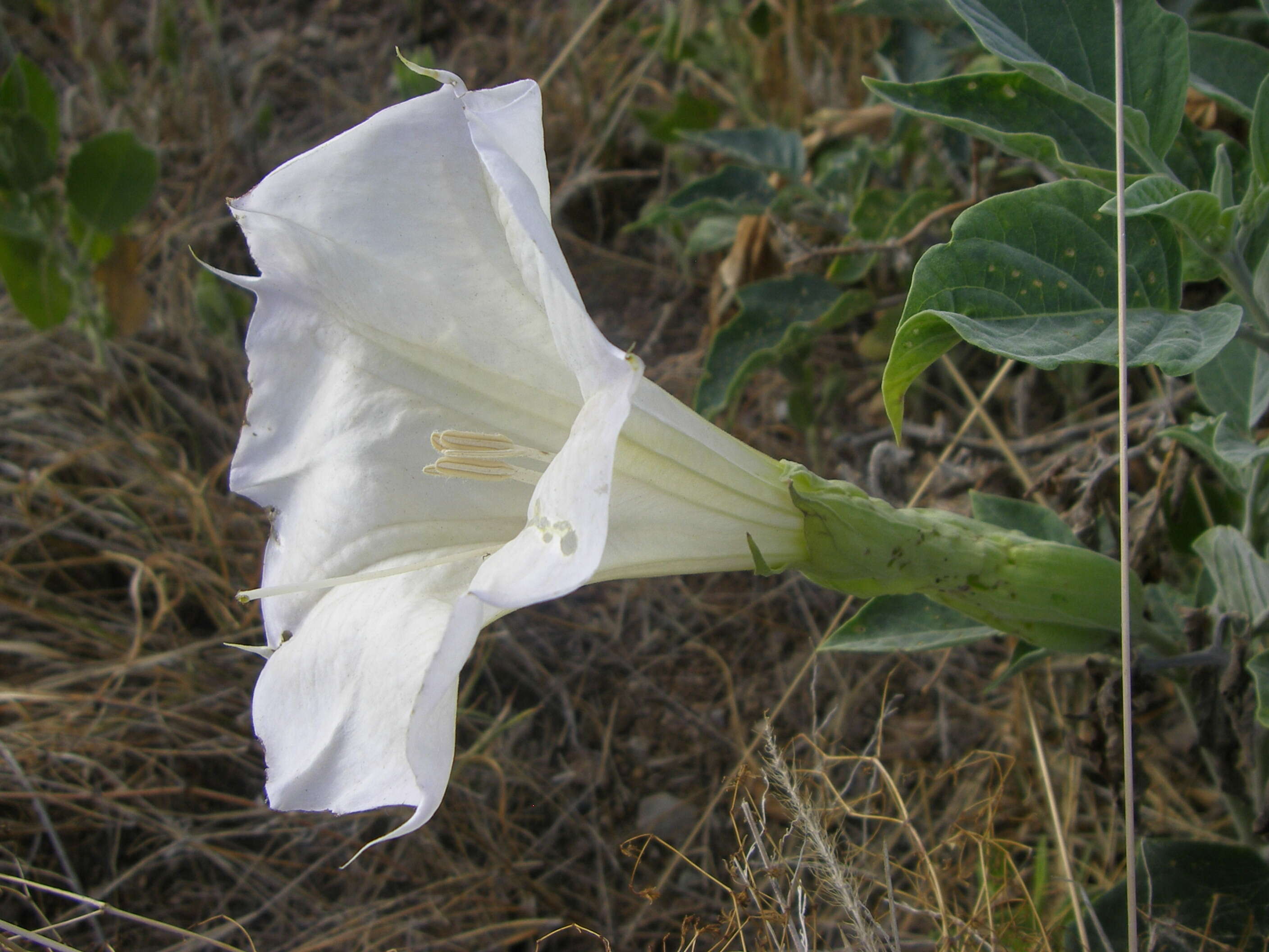 Image de Datura