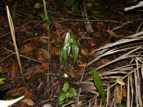 Image de Oeceoclades maculata (Lindl.) Lindl.