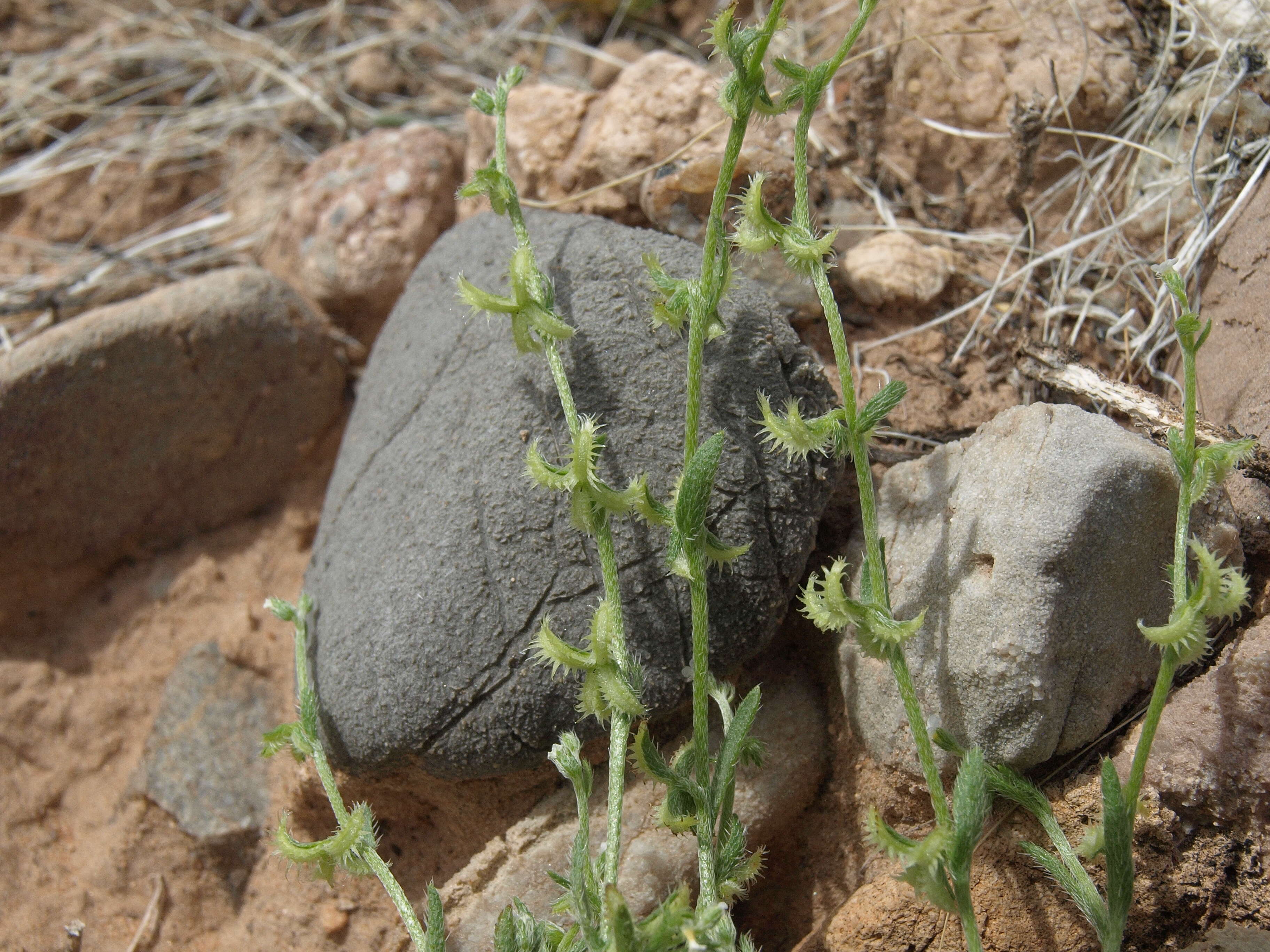 Sivun Pectocarya kuva