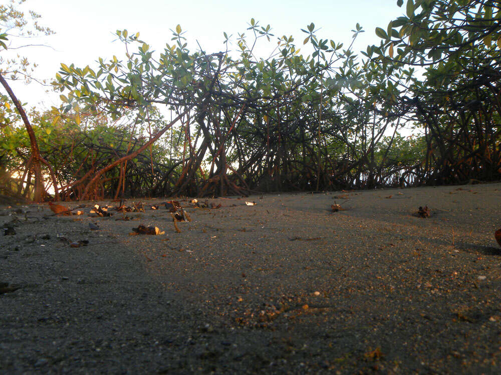 Image of red mangrove