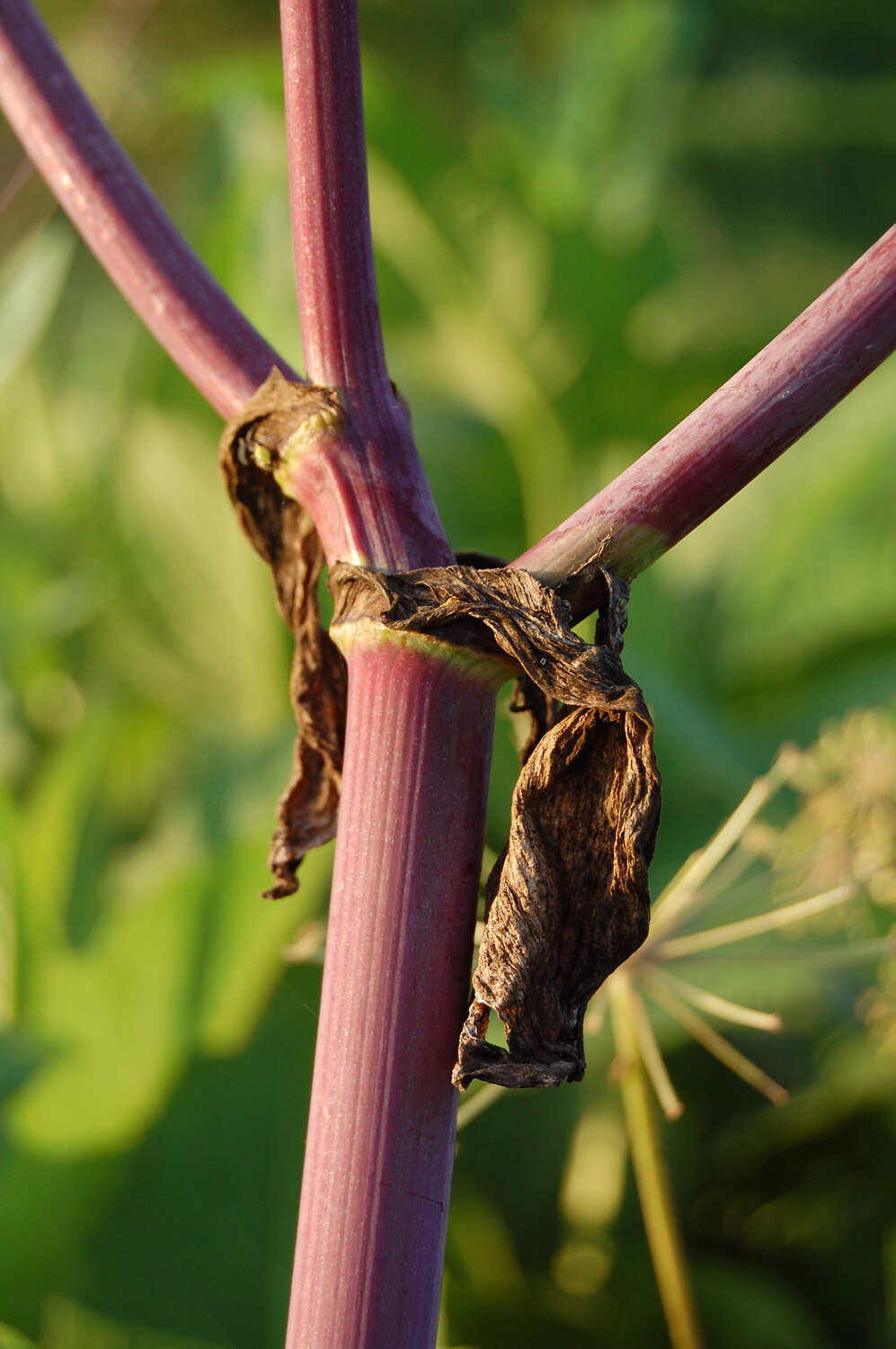 Image of angelica