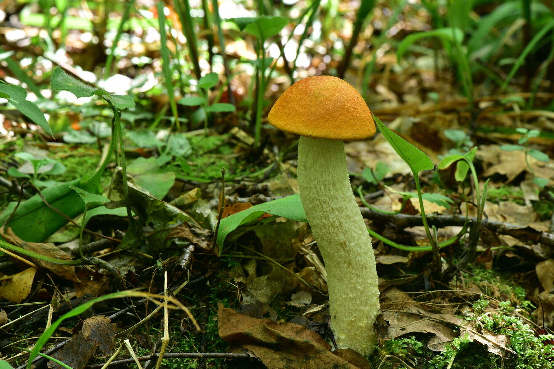 Image of Leccinum