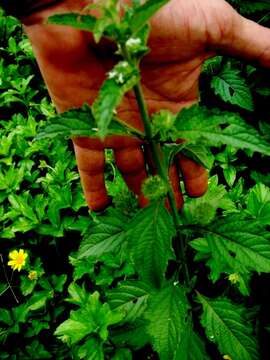 Image of bushmint