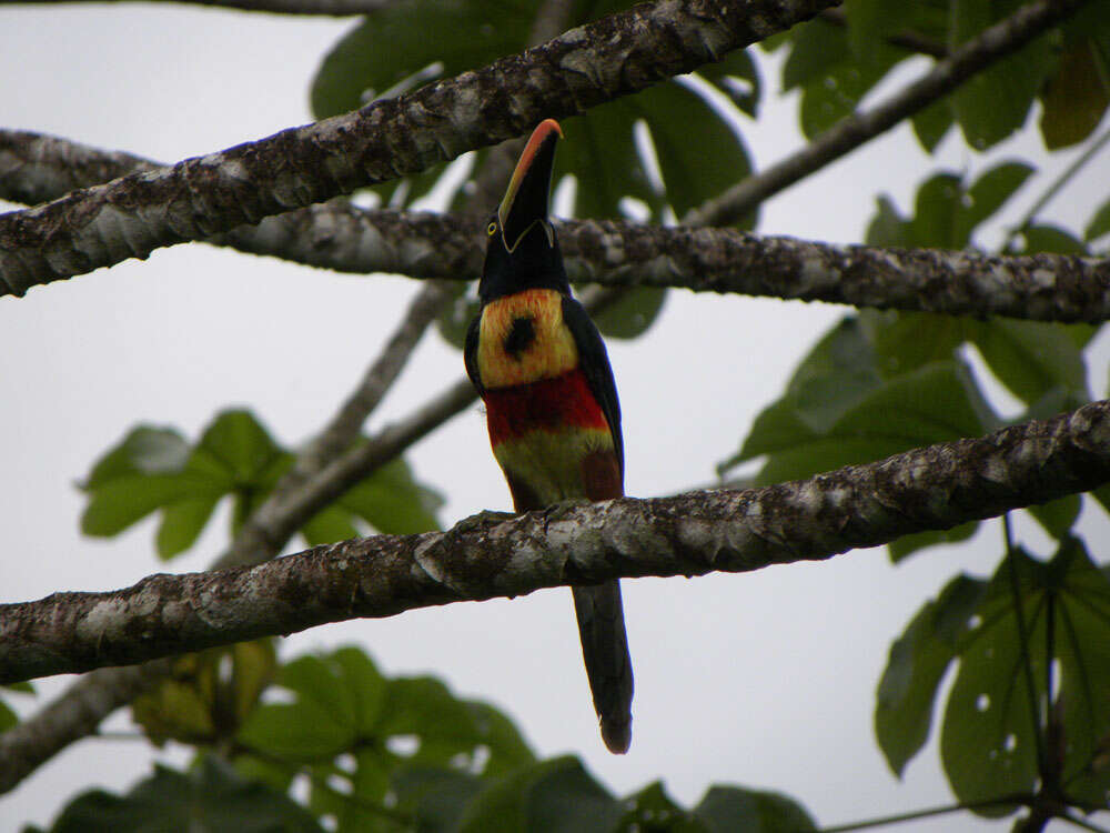 Image of Fiery-billed Aracari