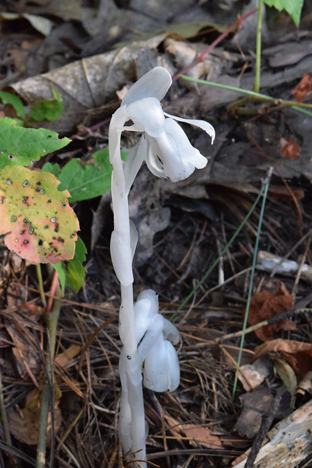 Image of Indianpipe