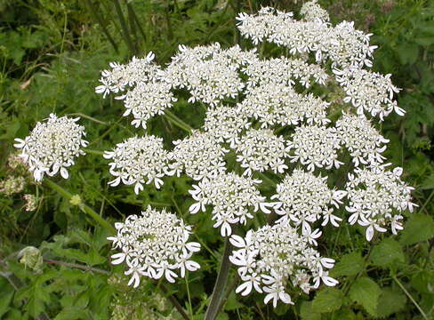 Imagem de Heracleum