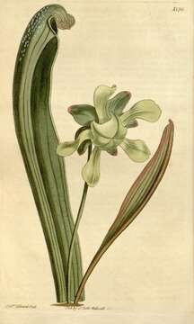 Image of Hooded Pitcherplant