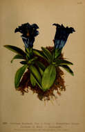 Image of gentian