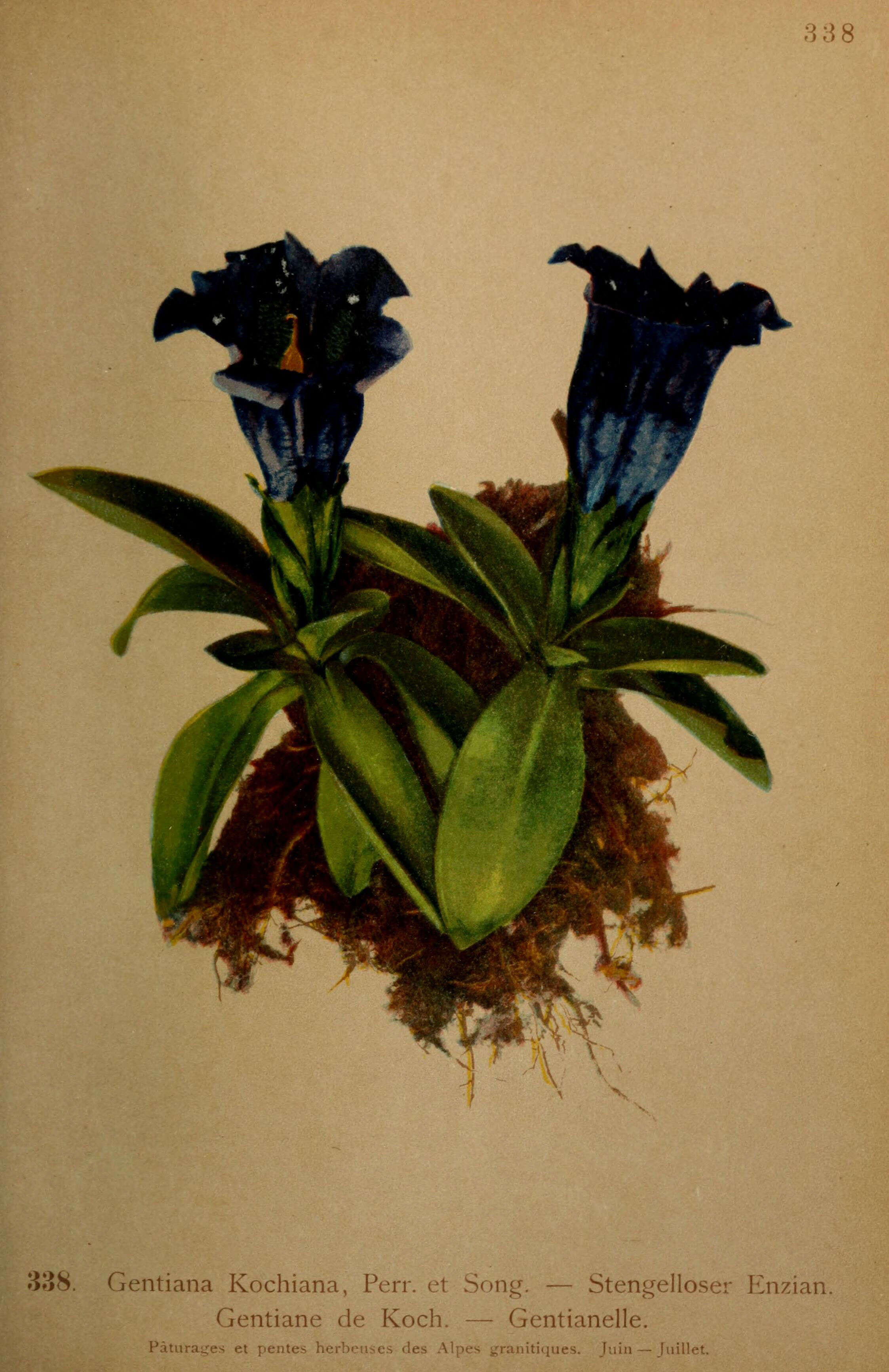 Image of gentian