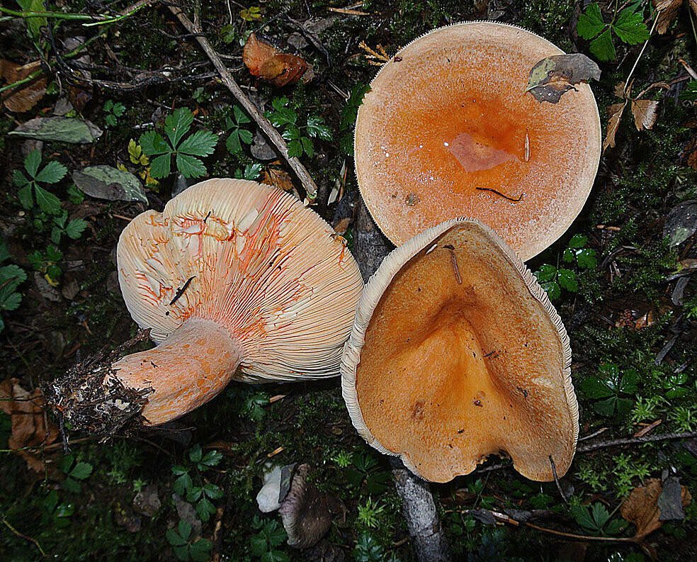 Image of Milk Cap Mushrooms