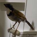 Image of Pectoral Sparrow
