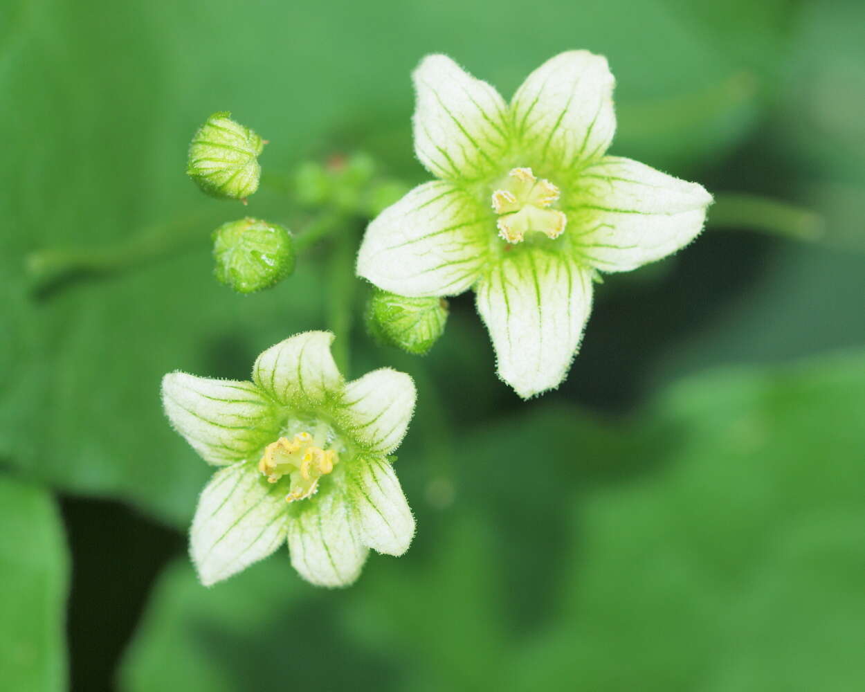 Image of bryony