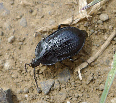 Image of Silpha (Phosphuga) atrata Linnaeus 1758