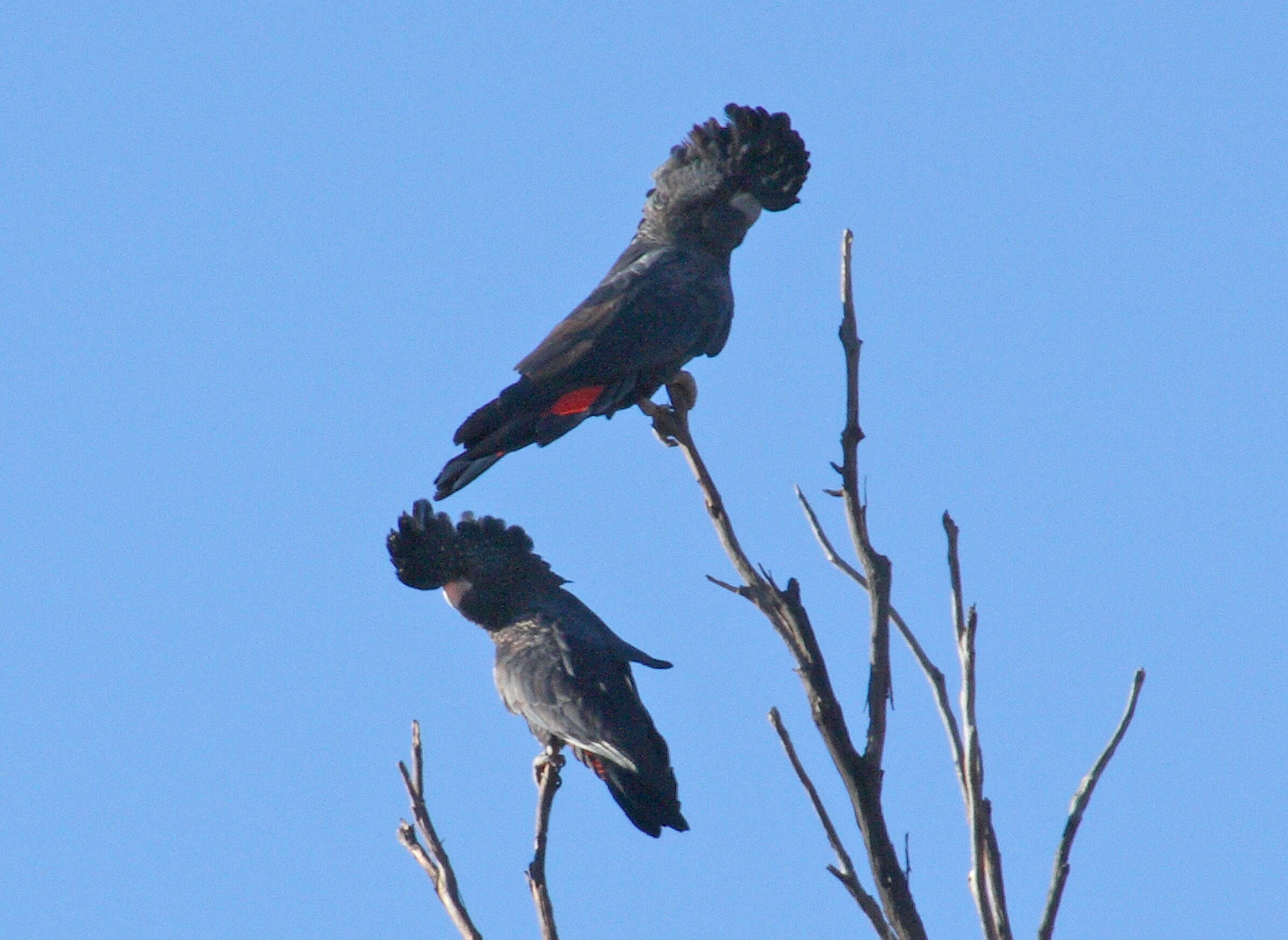 Image of Calyptorhynchus Desmarest 1826