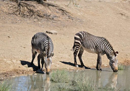 Image of Cape mountain zebra