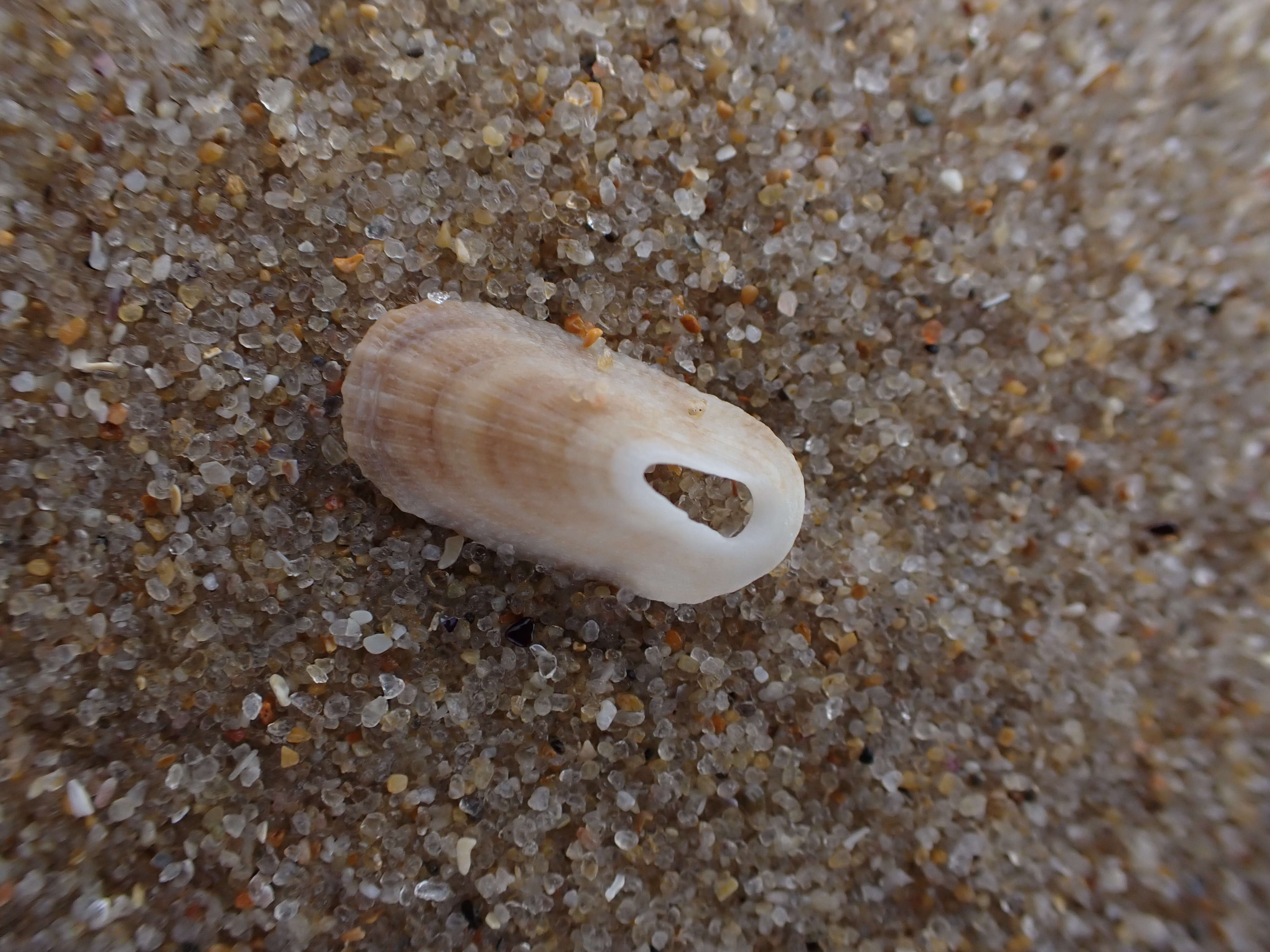 Image of Macroschisma tasmaniae G. B. Sowerby II 1862