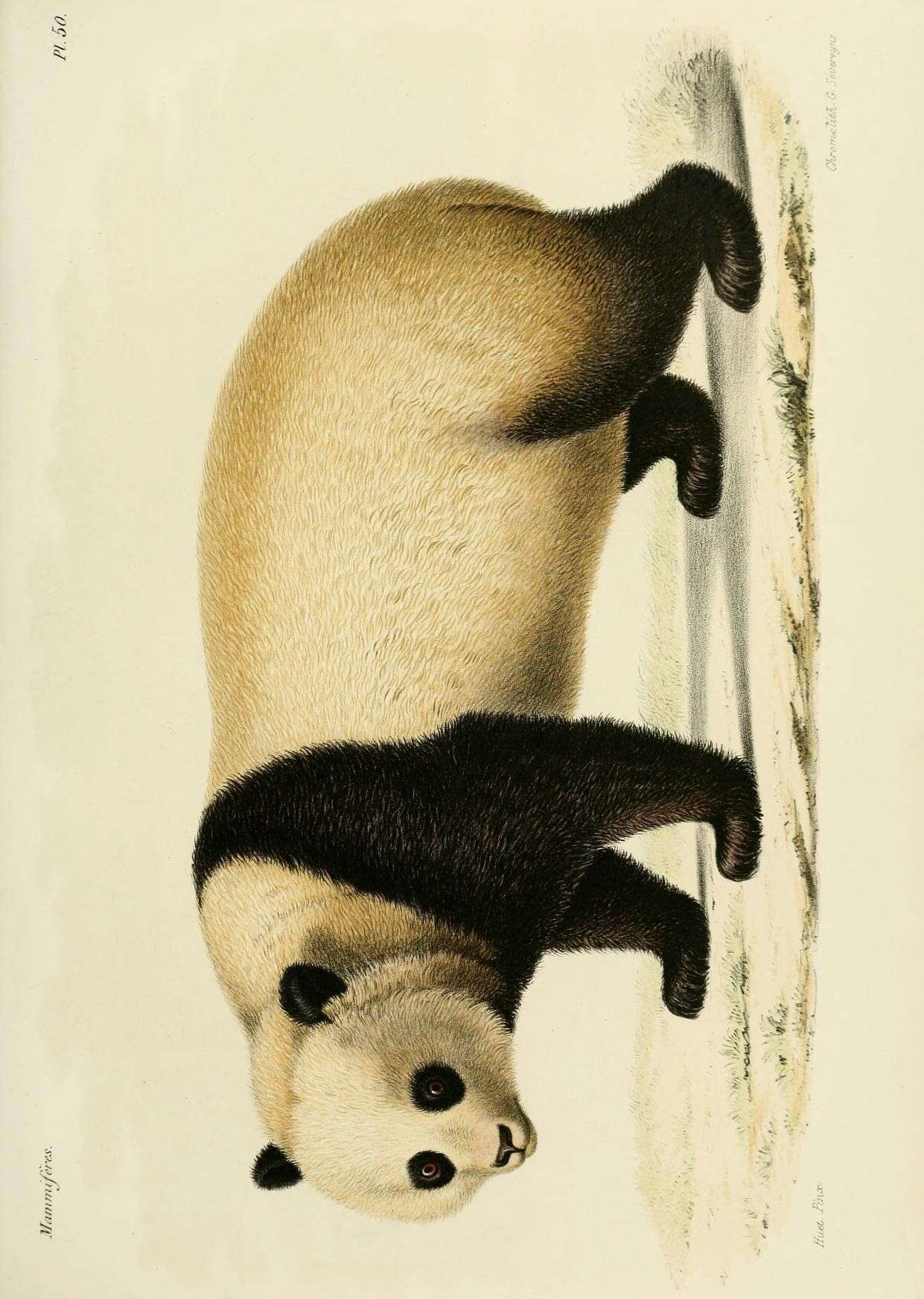Image of Ailuropoda Milne-Edwards 1870