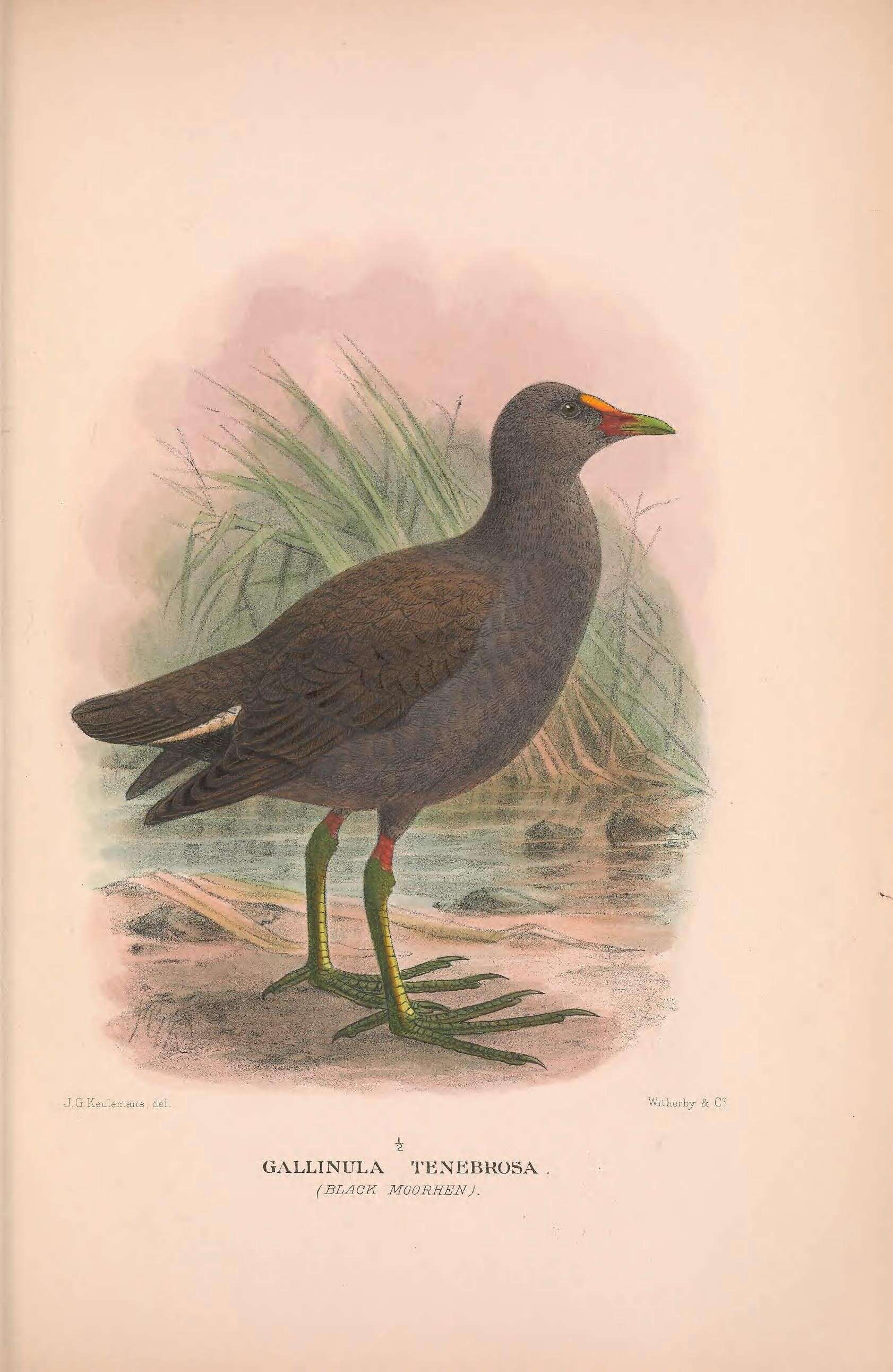 Plancia ëd Gallinula tenebrosa Gould 1846