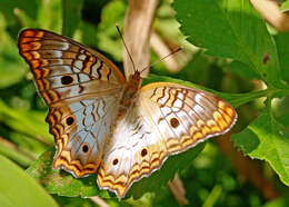 Image of White Peacock