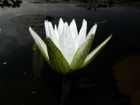 Image of Dotleaf waterlily