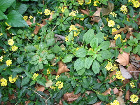 Image of lantana