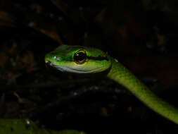 Image of Irregular Green Snake