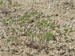 Image of redroot cryptantha