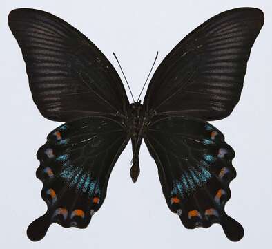 Image of Papilio lowii Druce 1873