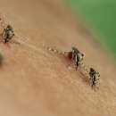Image of Aedes sollicitans (Walker 1856)