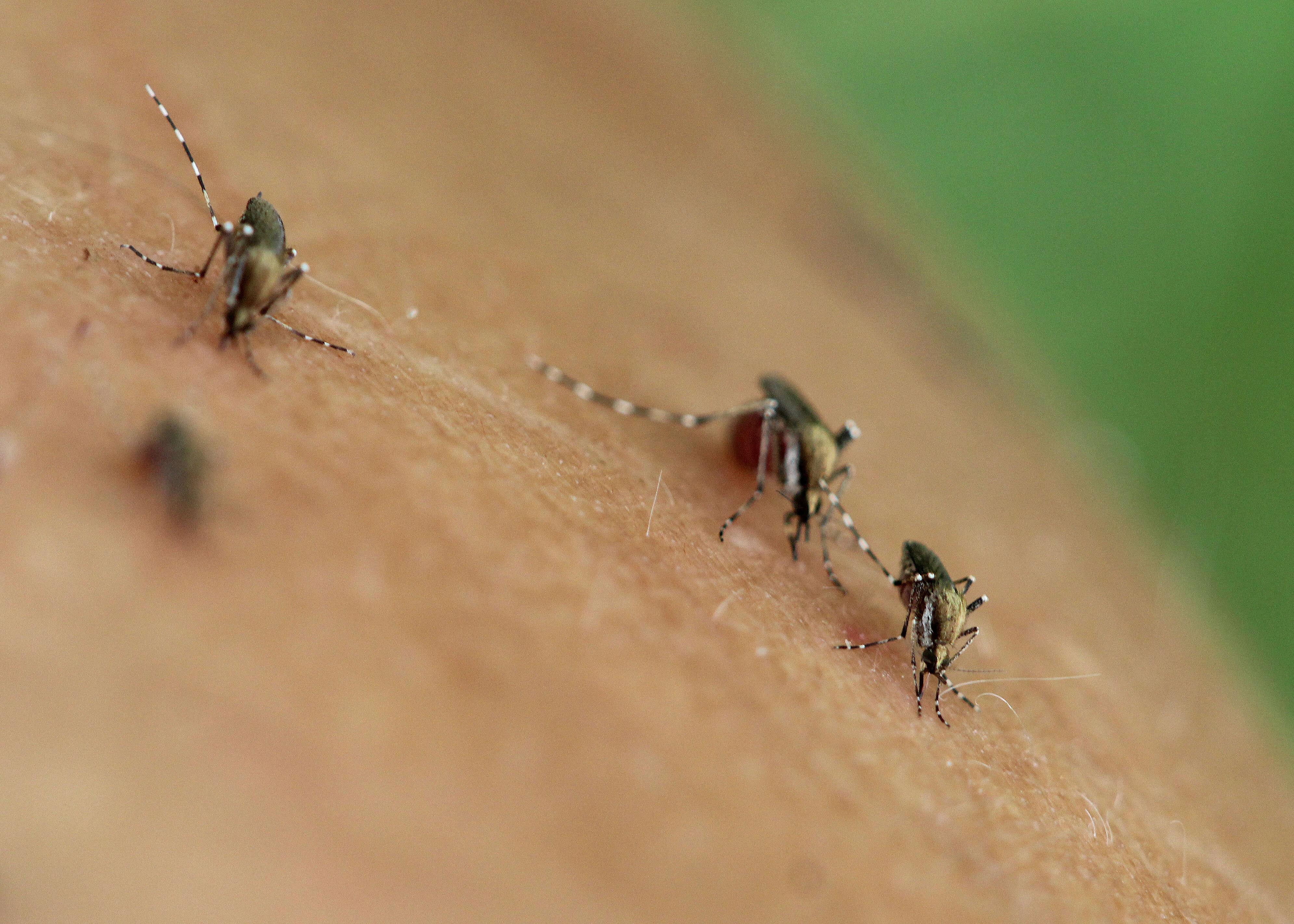 Sivun Aedes sollicitans (Walker 1856) kuva