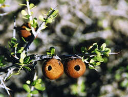 Image de Schinus johnstonii F. A. Barkley