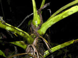 Image of Anthurium clavigerum Poepp.