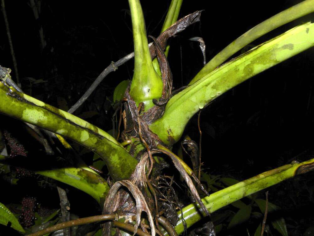 Image of Anthurium clavigerum Poepp.